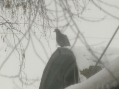 Columba livia domestica
