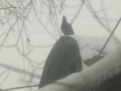 Columba livia domestica