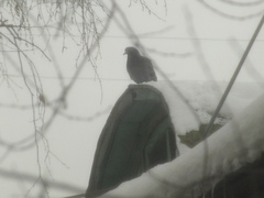 Columba livia domestica