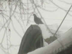 Columba livia domestica