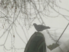 Columba livia domestica