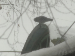 Columba livia domestica