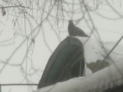 Columba livia domestica