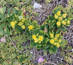 Senecio sterquilinus