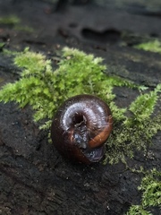 Helminthoglypta sequoicola