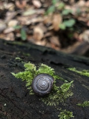 Helminthoglypta sequoicola