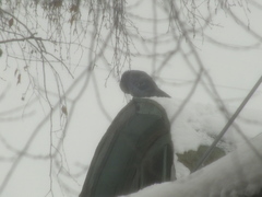 Columba livia domestica