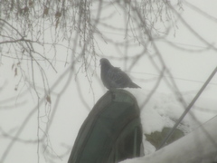 Columba livia domestica