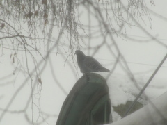 Columba livia domestica
