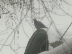 Columba livia domestica