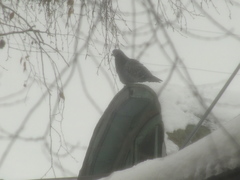 Columba livia domestica