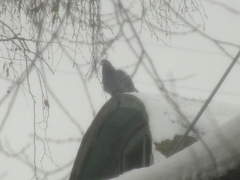 Columba livia domestica