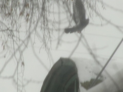 Columba livia domestica