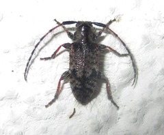 Exocentrus echinulus