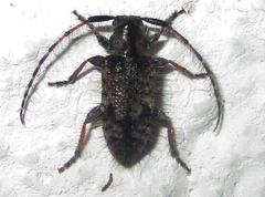 Exocentrus echinulus
