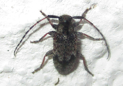 Exocentrus echinulus