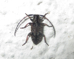 Exocentrus echinulus