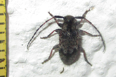 Exocentrus echinulus