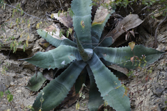 Agave asperrima