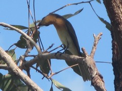 Myiagra rubecula yorki