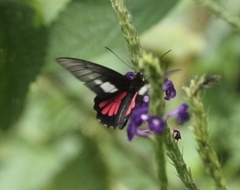 Parides neophilus