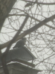 Columba livia domestica