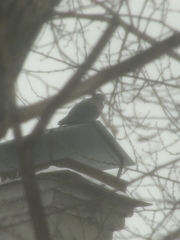Columba livia domestica