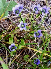 Gentianella azurea