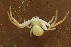 Thomisidae