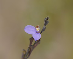 Comesperma defoliatum
