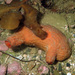 Orange Ascidian Sea Squirt - Photo (c) Jean Roger, some rights reserved (CC BY-NC-ND), uploaded by Jean Roger