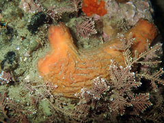 Cnemidocarpa bicornuta