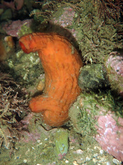 Cnemidocarpa bicornuta