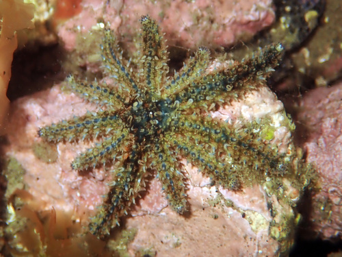 Eleven-armed Sea Star, photo 7 of 9