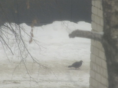 Columba livia domestica