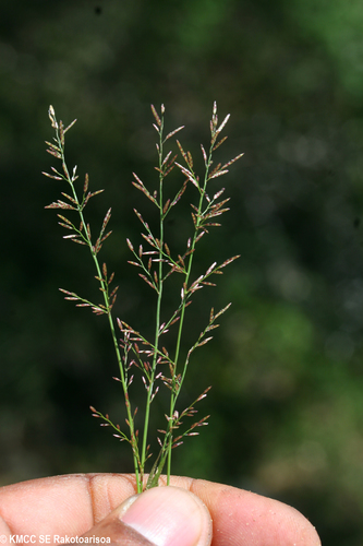 Eragrostis capuronii image