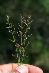 Image of Eragrostis capuronii