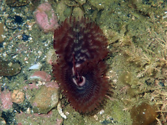 Pseudobranchiomma grandis