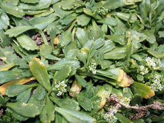 Lepidium oligodontum