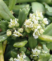 Lepidium oligodontum