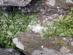 Lepidium oligodontum