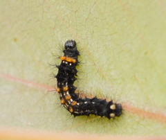 Opodiphthera eucalypti