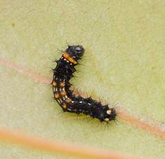 Opodiphthera eucalypti