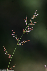 Eragrostis capuronii image