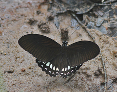 Papilio castor