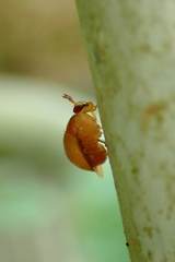 Celyphus difficilis