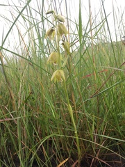 Eulophia adenoglossa