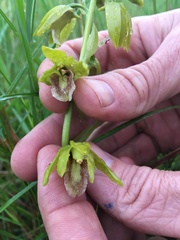 Eulophia adenoglossa