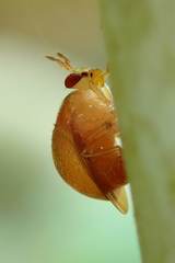 Celyphus difficilis