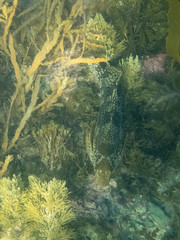 Aplodactylus arctidens